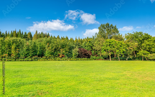 Sunshine forest and grassland in the park