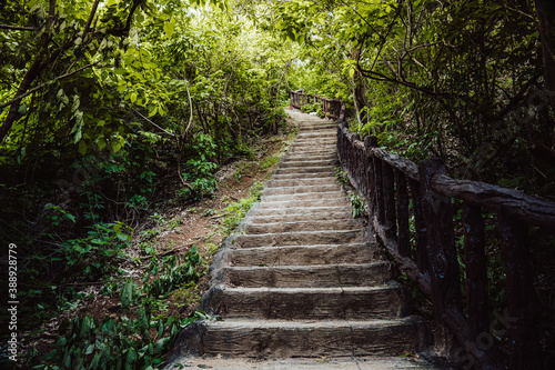 footpath stairs in forest.