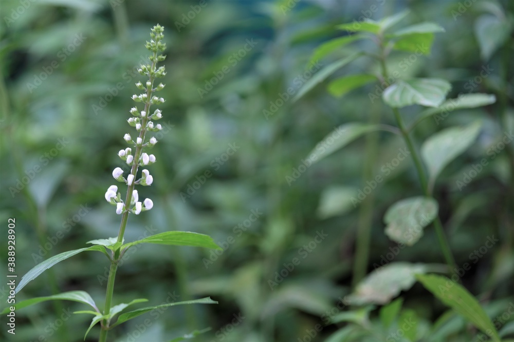 Orthosiphon aristatus is a plant species in the family of Lamiaceae / Labiatae. The plant is a medicinal herb found mainly throughout southern China, the Indian Subcontinent, South East Asia.