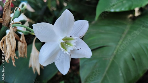 Eucharis amazonica is a species of flowering plant in the family Amaryllidaceae  native to Peru.The English name Amazon lily is used for this species.