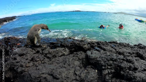 Galapagos Penguin Waits For Mate And Flaps Wings (2of2) photo