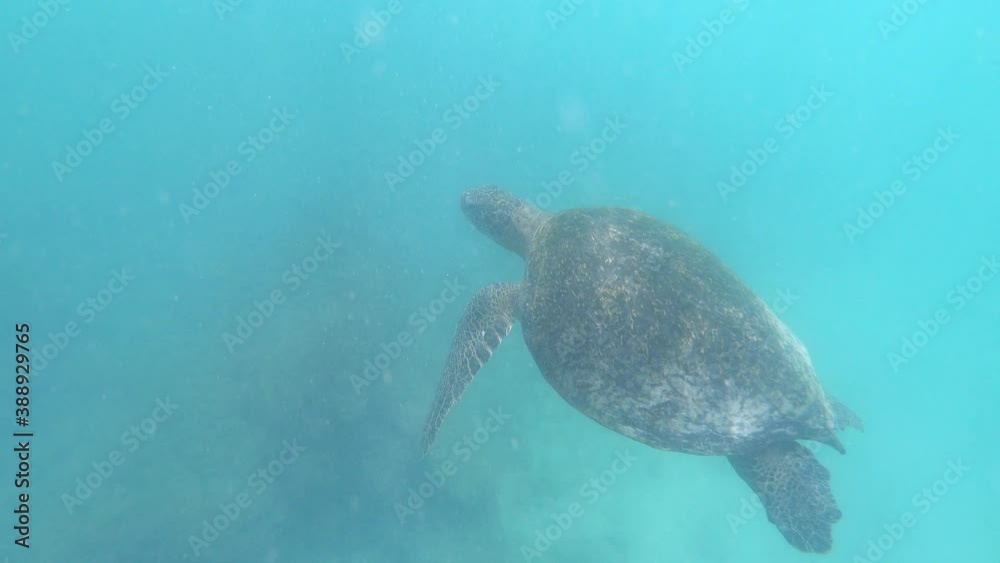 Giant Sea Turtle Floats In Blue Ocean Current, Galapagos Islands Giant Sea Turtle Floats In Blue Ocean Current, Galapagos Islands