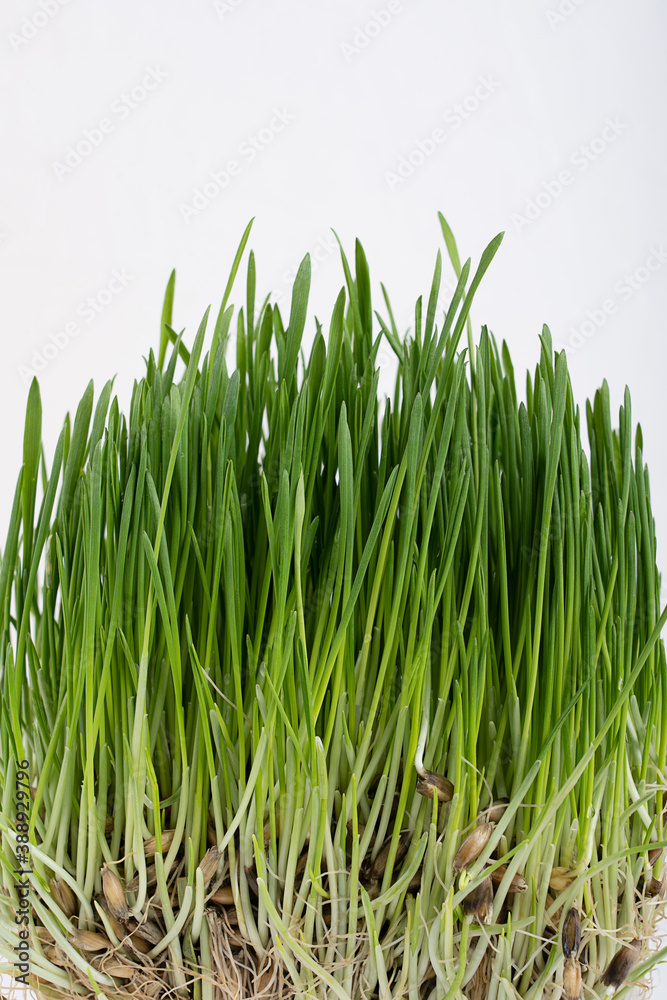 Obraz premium Sprouting of oat seeds growing as fresh green grass suitable for domestic pets feeding full of necessary vitamins and minerals for healthy life against white background. Vertical orientation