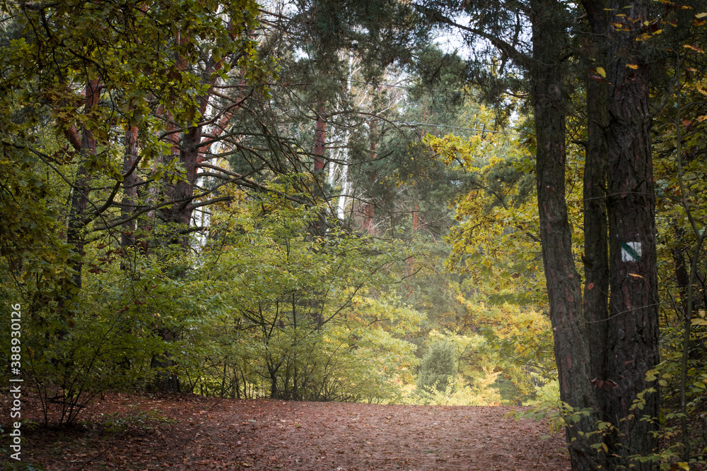Fototapeta premium A dark autumnal path in Kampinoski National Park, Warsaw, Poland. The trail leads into the depths of the wilderness.