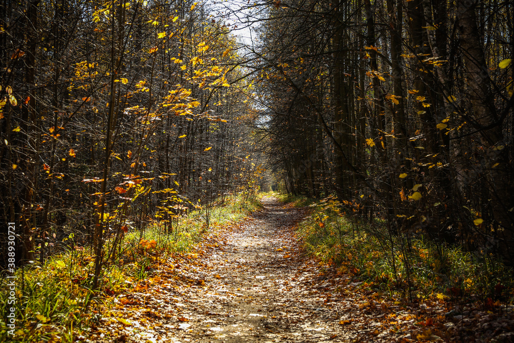 path in the autumn forest on a sunny day path in the autumn forest on a sunny day