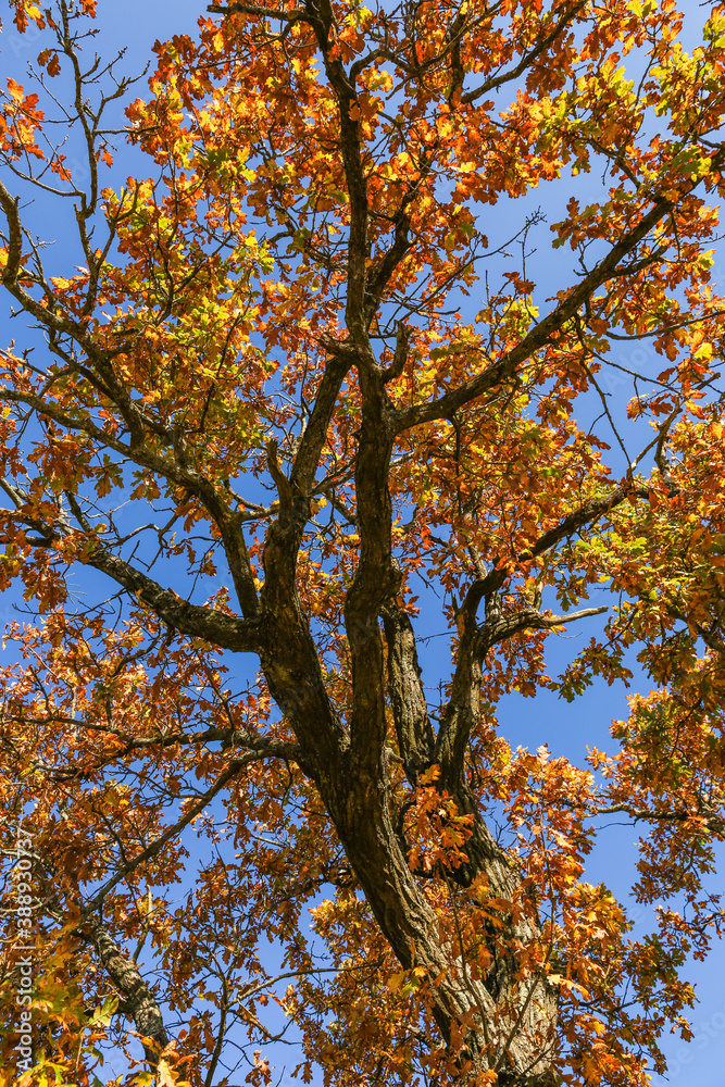 texture of oak tree branches with yellow leaves in autumn against a blue sky. vertical photo