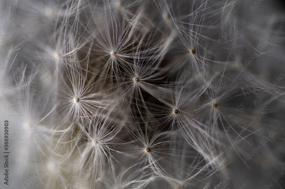 Water drops on dandelion with black background Water drops on dandelion with black background
