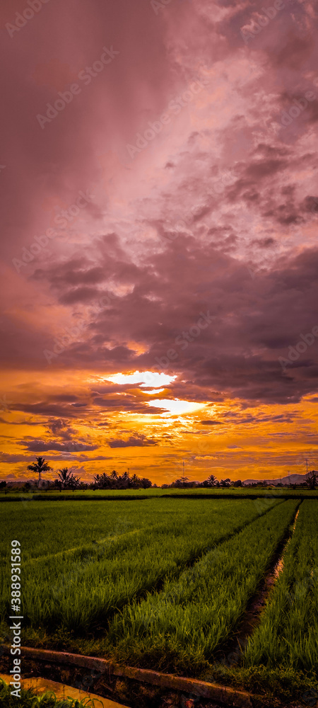 sunset over field with violet theme sky
