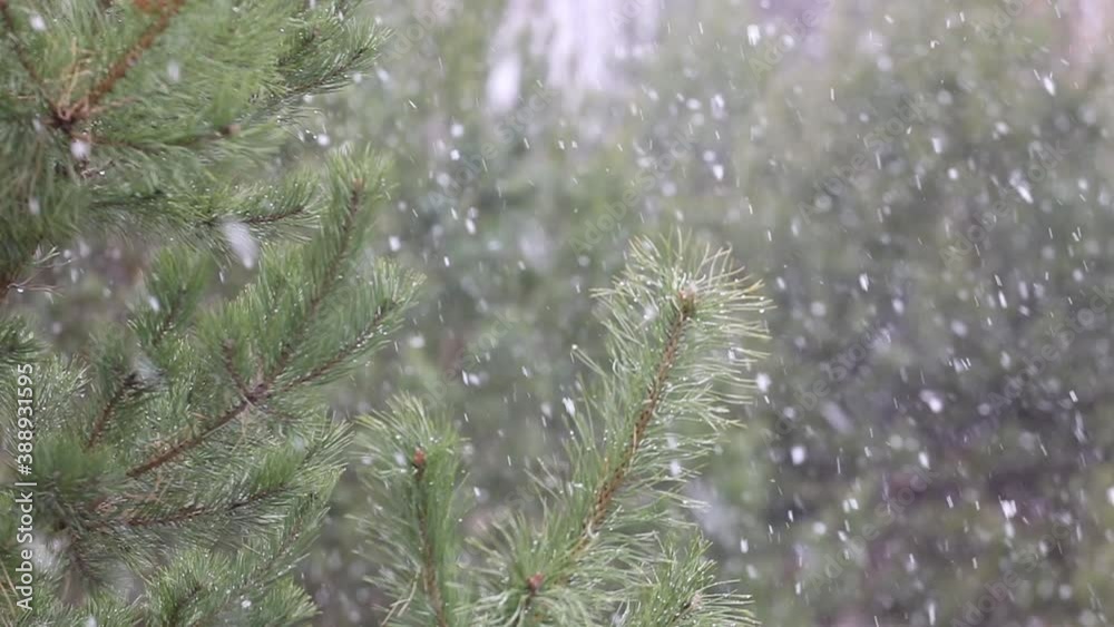 Time-lapse photography of falling snow against the background of green pine branches Time-lapse photography of falling snow against the background of green pine branches