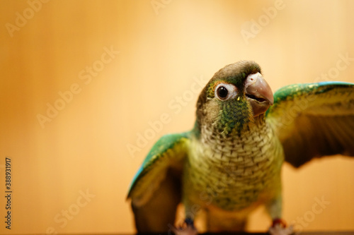 green cheek conure on wood background photo