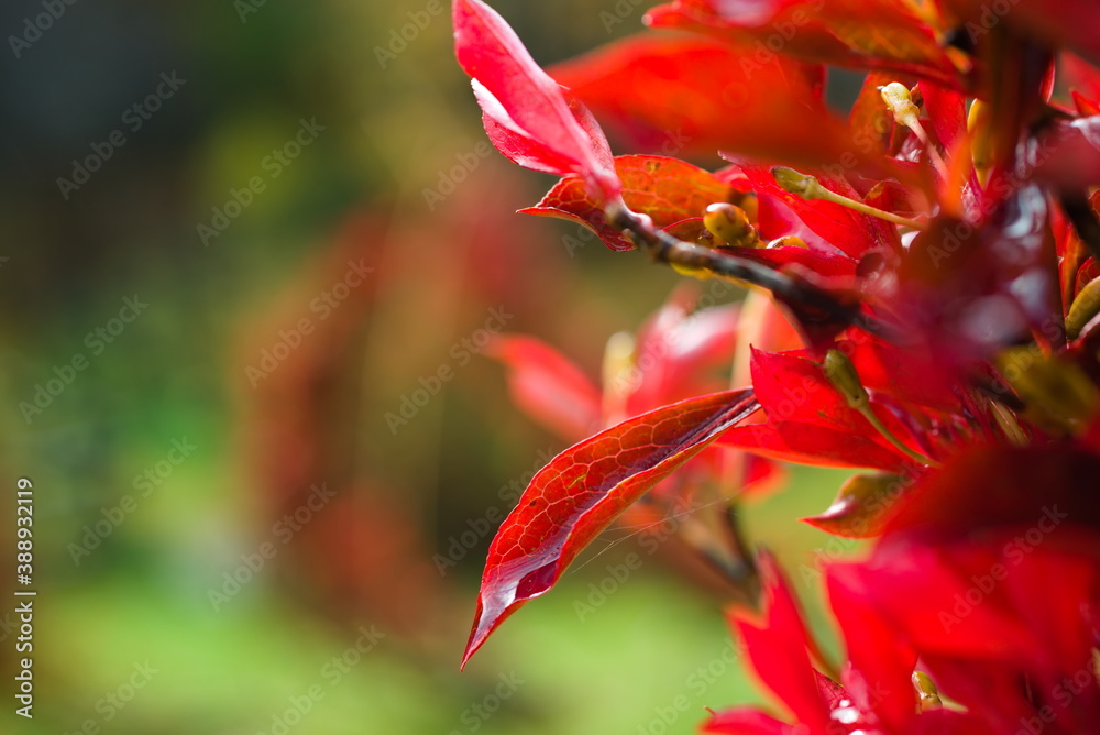 Fototapeta premium 雨水に濡れた紅葉した躑躅