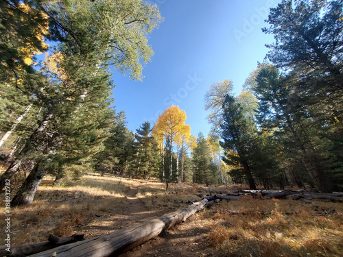 Beautiful fall color around the famous Arizona Snowbowl photo