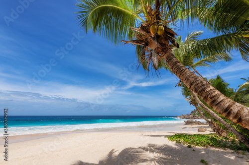 Tropical Paradise. Sandy beach with coco palm and turquoise sea. Summer vacation and tropical beach concept. 