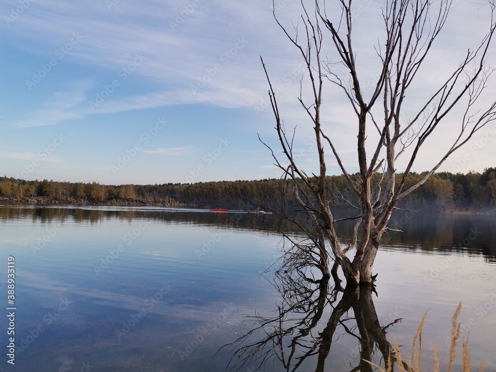 tree on the lake