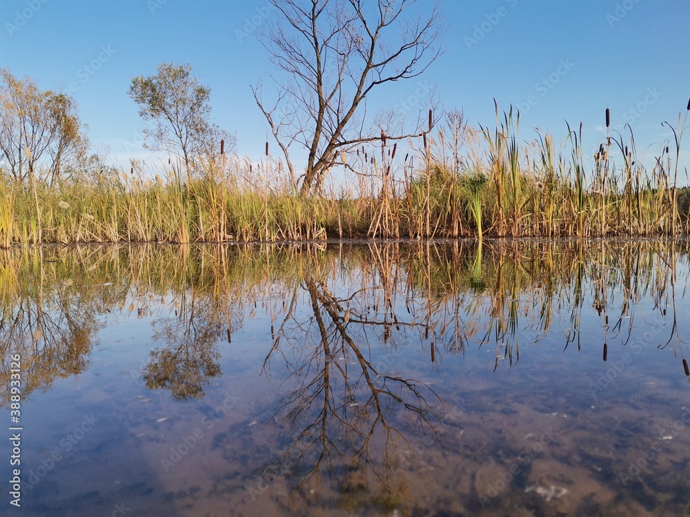 reeds in the lake