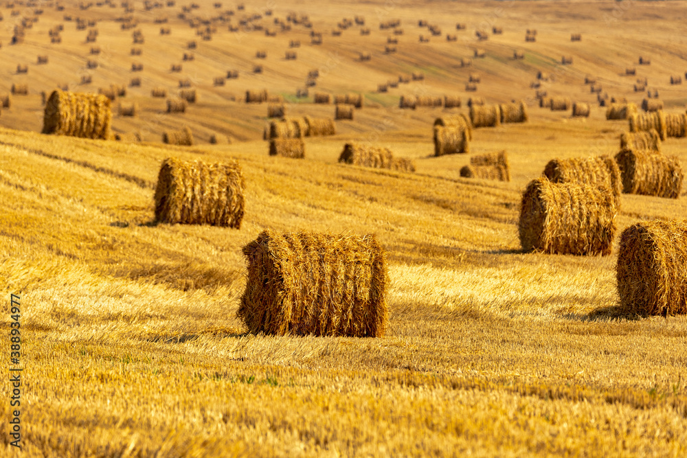 Endless field with bales of straw.