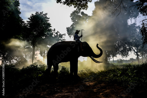 Silhouette view of mahout and his elephants under the tree in the morning and mist on ground.