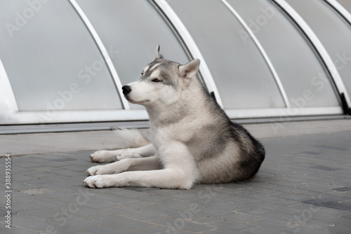 A portrait of young Siberian Husky male dog. The dog is lying down on grey tiles, a grey pool pavilion is behind him. He is relaxed and calm; his eyes are brown; fur is grey and white..