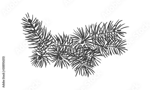 Sketch vector illustration of fir or pine branch