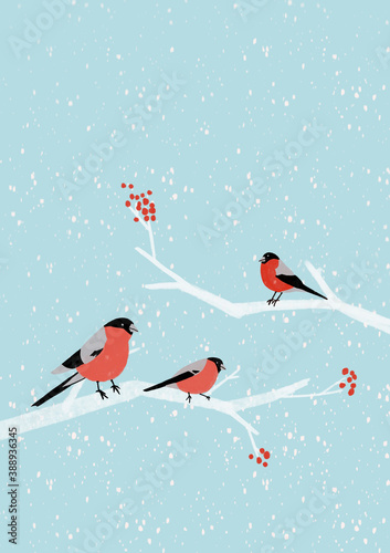 Hand drawn Christmas illustration with bullfinches on a rowan branch. © Yuliya