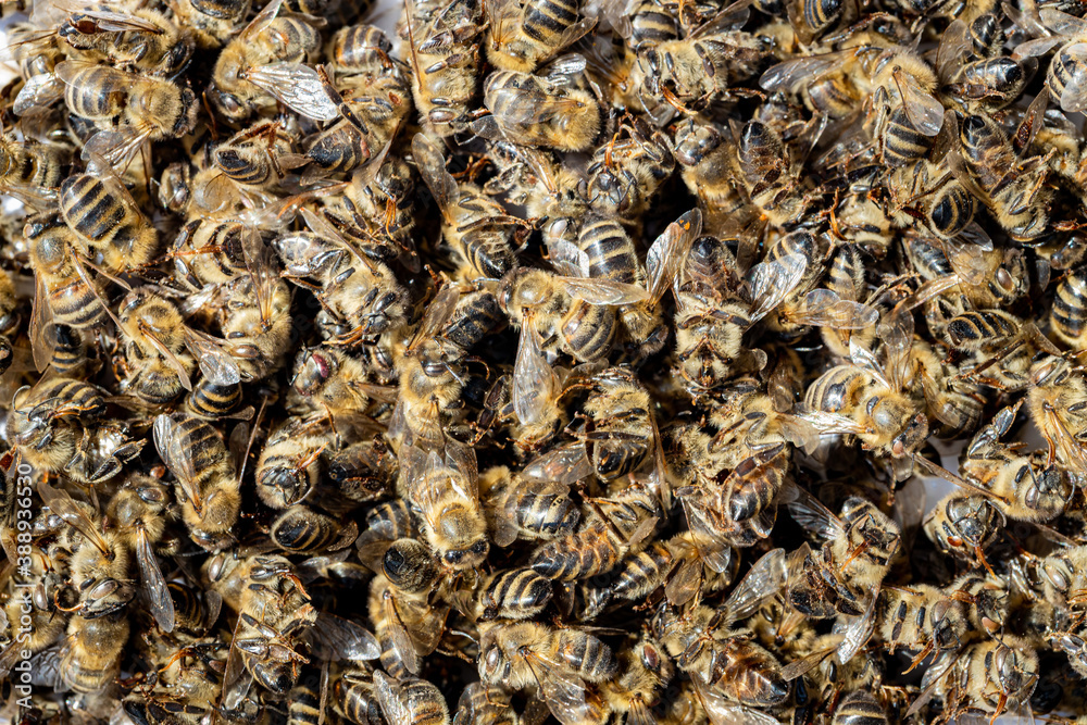 Dead bees covered with dust and mites on an empty honeycomb from a hive in decline, plagued by the Colony collapse disorder and other diseases Dead bees covered with dust and mites on an empty honeycomb from a hive in decline, plagued by the Colony collapse disorder and other diseases