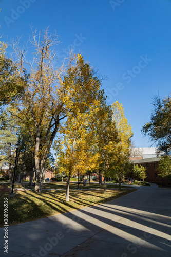 Beautiful fall color around the campus of Northern Arizona University photo