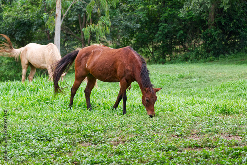 Little Pony Horse Eating Green Grass in the Outdoor Countryside Farmland. © thaiprayboy