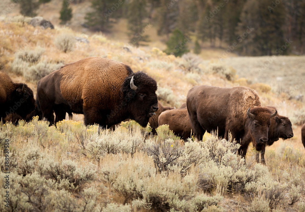 Herd of American Bison Grazing through Sagebrush Covered Hillside