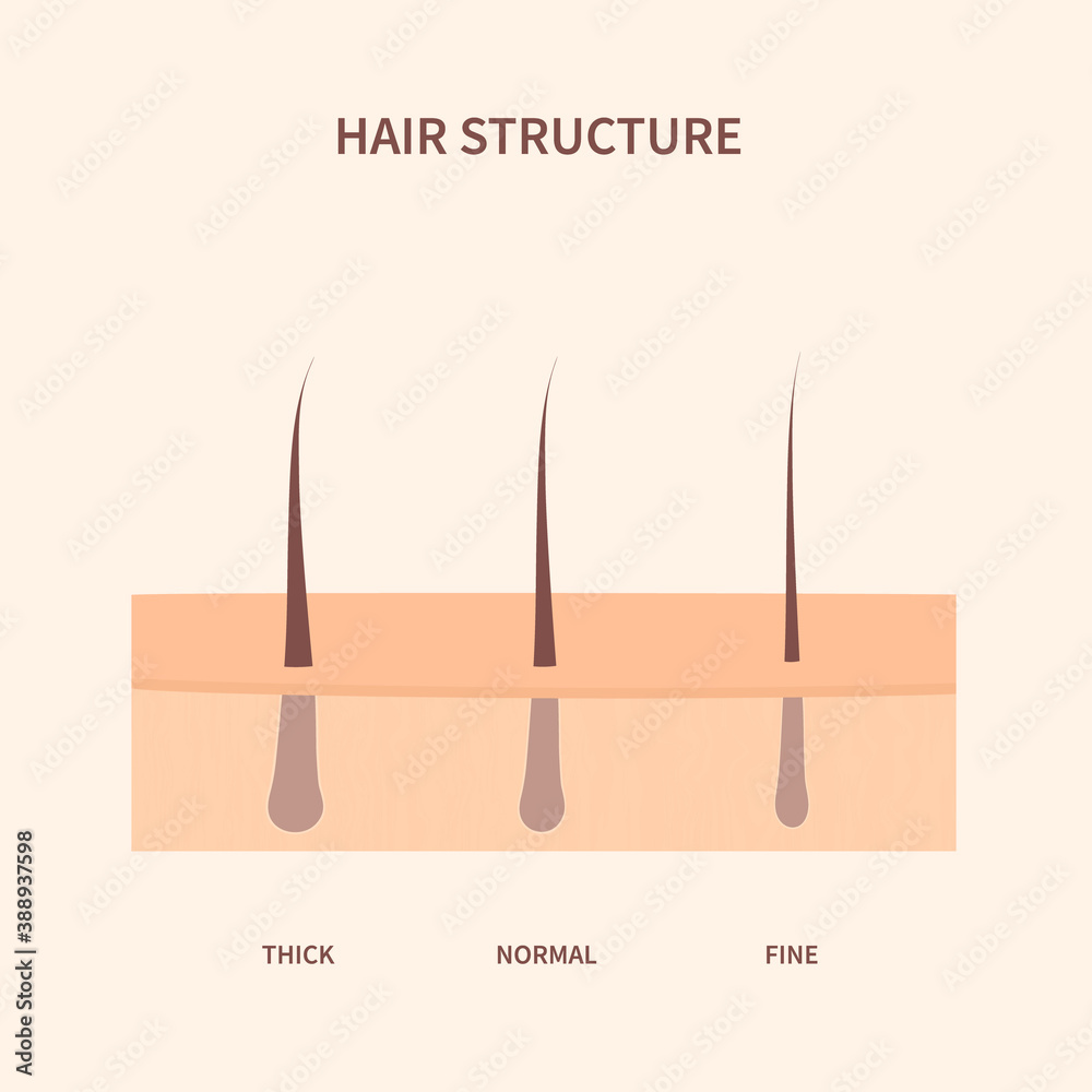 Hair thickness types classification set. Skin crosssection with fine
