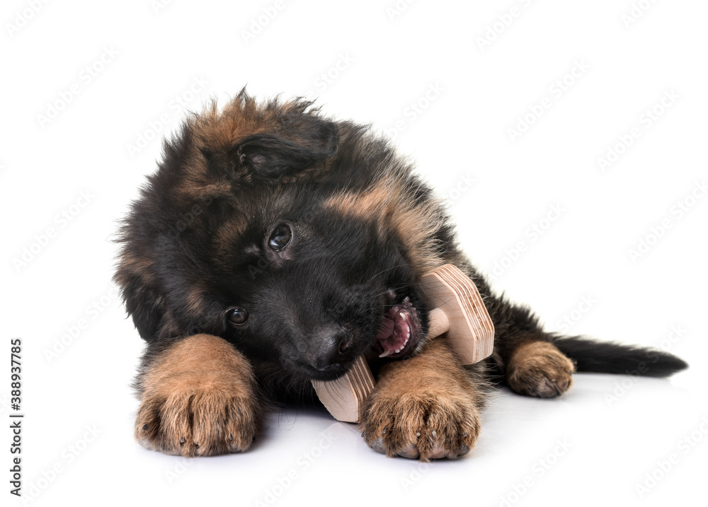 puppy german shepherd puppy german shepherd