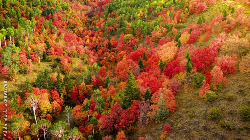 Flying over a mountainside forest in Wyoming covered with trees turning their fall colors Flying over a mountainside forest in Wyoming covered with trees turning their fall colors