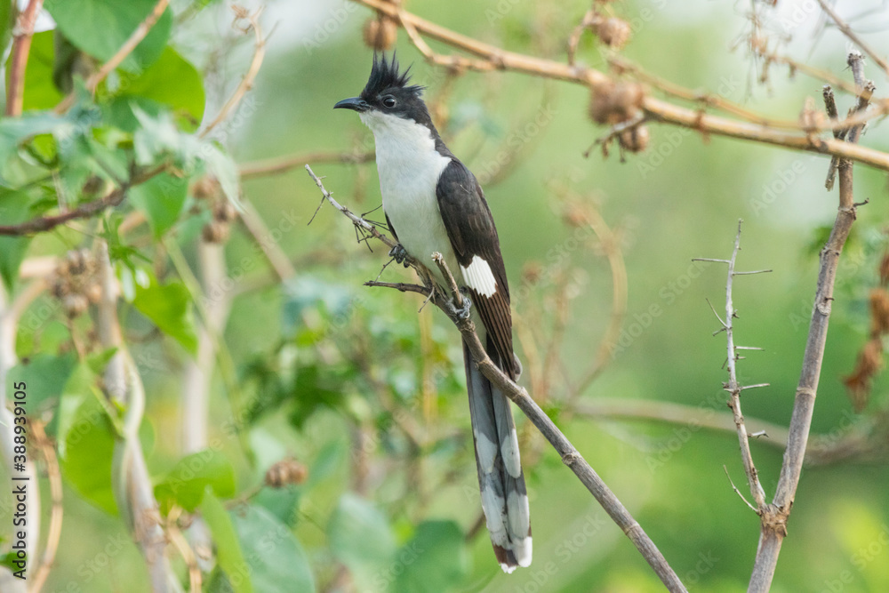 Jacobin cuckoo sitting on a branch