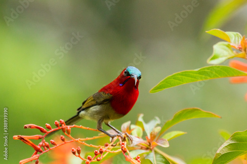 The purple sunbird male, perching © Kandarp