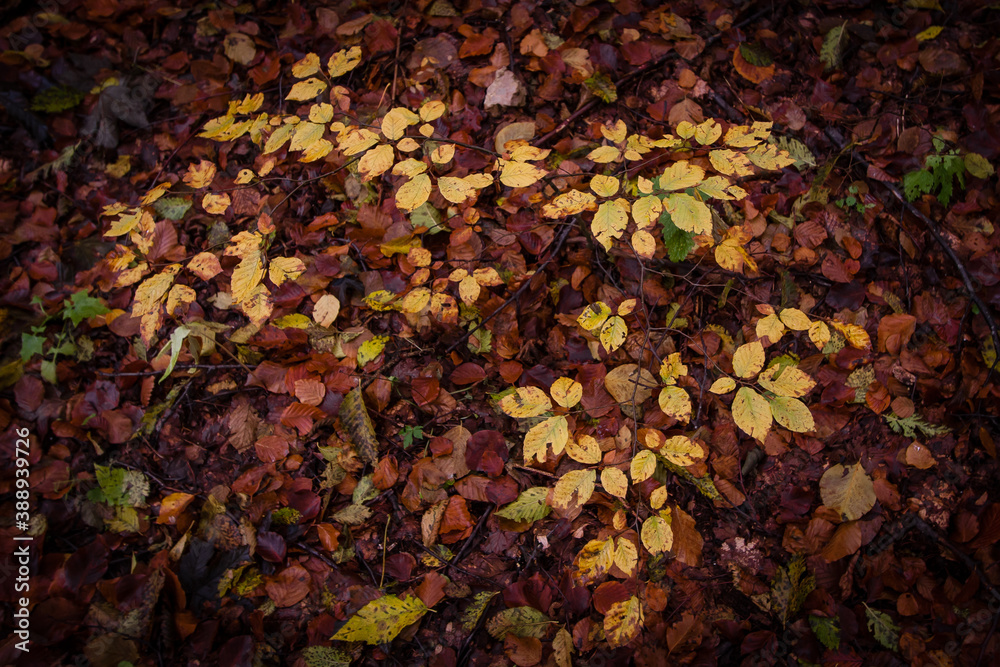 Yellow, orange and brown leaves forming a foliage pattern background Yellow, orange and brown leaves forming a foliage pattern background