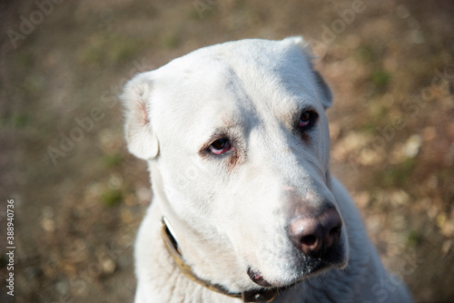 Close-up of the head of a large white guard dog