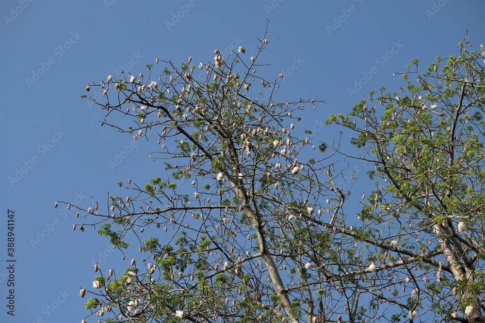 Ceiba pentandra or Kapok, is also known as the Java cotton, Java kapok, silk-cotton or samauma. Ceiba pentandra or Kapok, is also known as the Java cotton, Java kapok, silk-cotton or samauma.