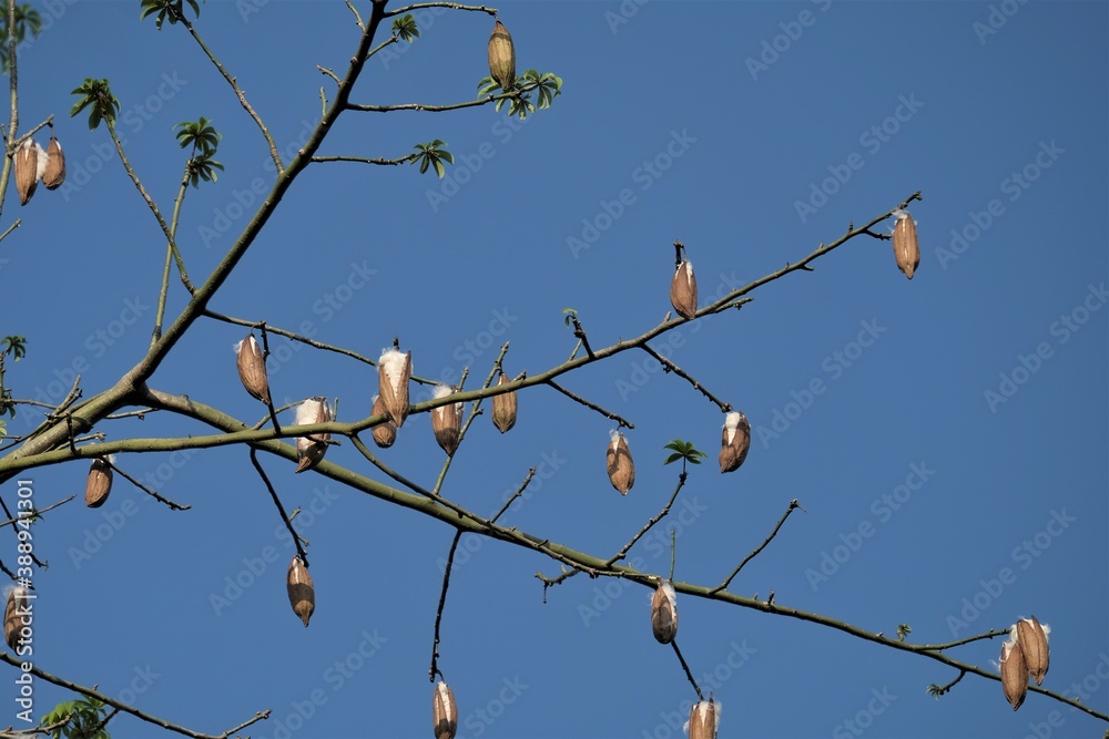 Ceiba pentandra or Kapok, is also known as the Java cotton, Java kapok, silk-cotton or samauma. Ceiba pentandra or Kapok, is also known as the Java cotton, Java kapok, silk-cotton or samauma.
