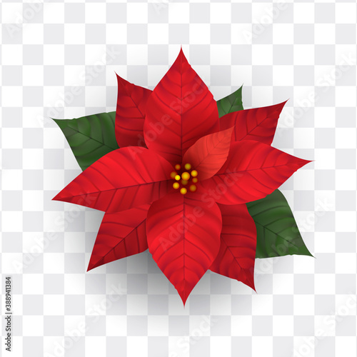 Realistic poinsettia flower isolated vector photo