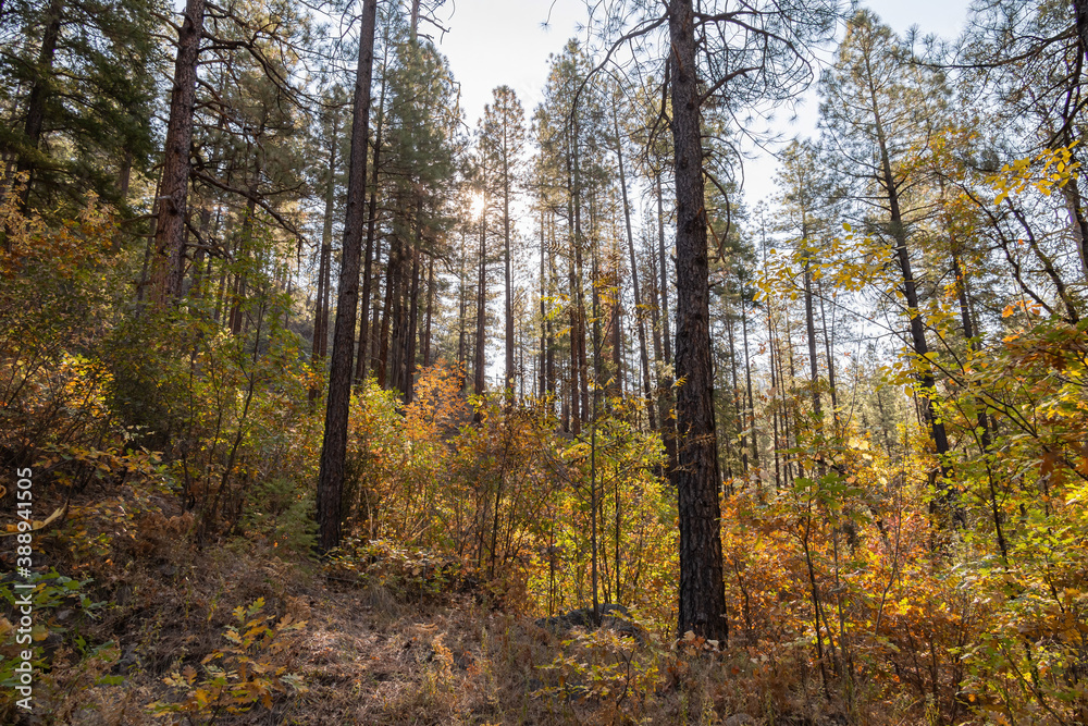 Beautiful fall color around Coconino National Forest