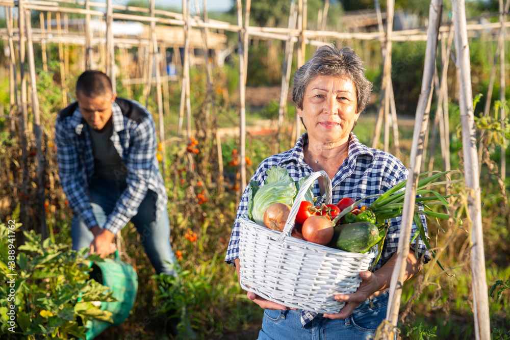 Fototapeta premium Portrait of elderly woman posing with basket full of harvested vegetables and greens at smallholding