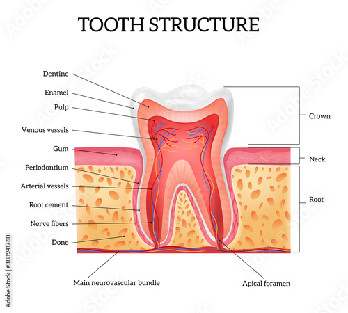 Tooth Anatomy Realistic Infographics
