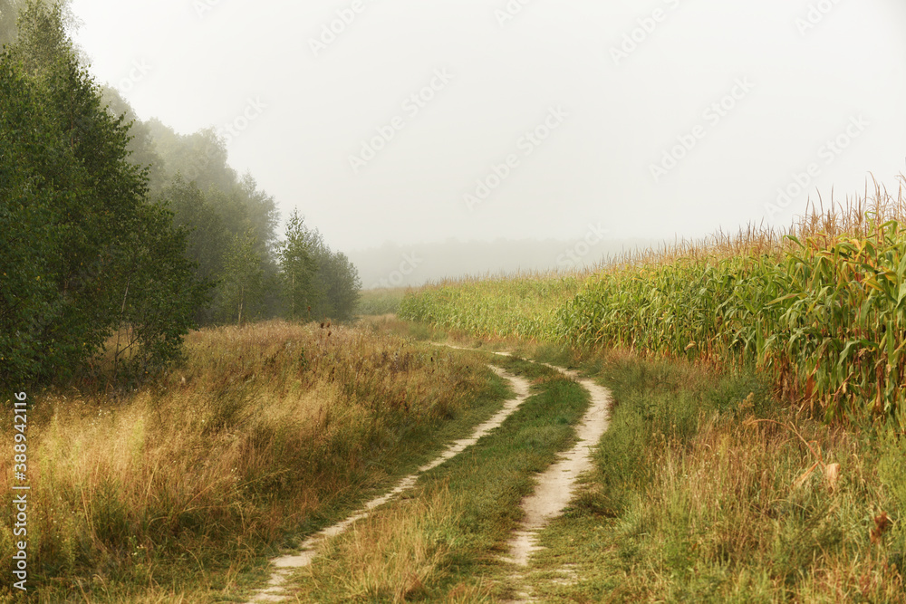 Dirt road in the corn field and forest and morning fog.