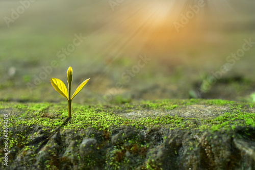 agriculture plant seeding growing in mossy rock and sunlight, new life growth ecology business financial progress concept ,Earth Day