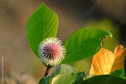 Nauclea is a genus of flowering plants in the family Rubiaceae. The species are evergreen trees or shrubs that are native to the paleotropics. photo
