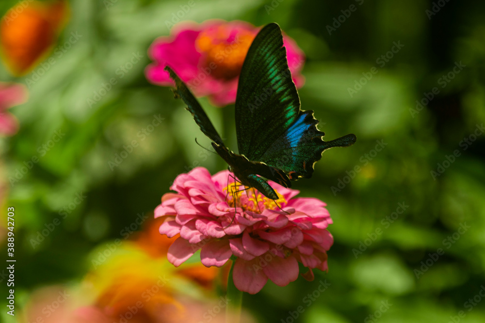 Fototapeta premium The Paris peacock butterfly on a flower