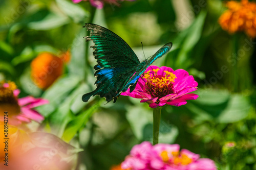 The Paris peacock butterfly on a flower