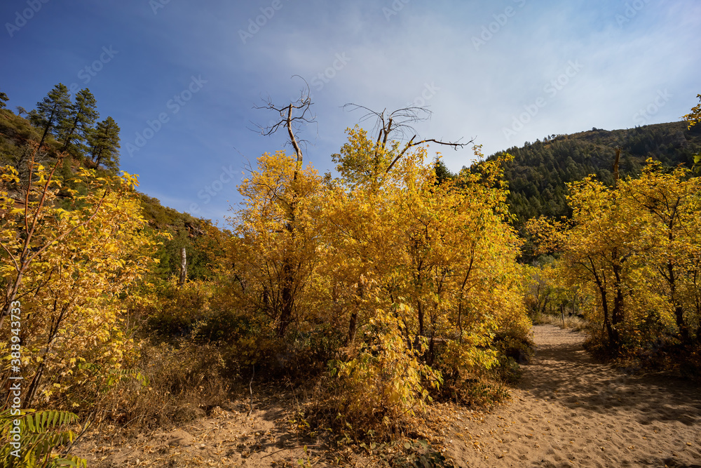 Fototapeta premium Beautiful fall color around West Fork hiking area