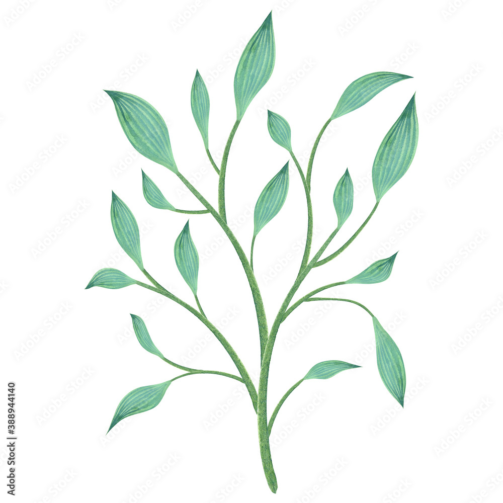 Watercolor plant with leaves isolated on white. Botanical illustration of green branch. Decorative floral element for greeting, packaging, logo design.