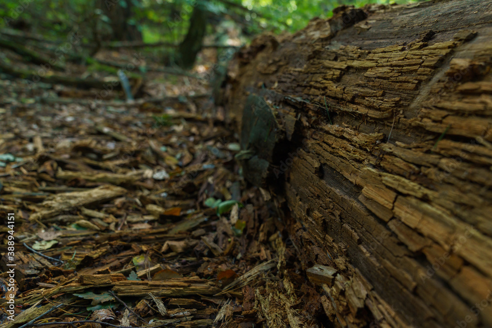 Felled half-decayed tree trunk in the forest. Close-up. Felled half-decayed tree trunk in the forest. Close-up.