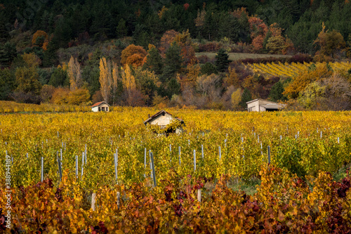 Traditional shed in the vineyards of the Diois in autumn colors, France photo